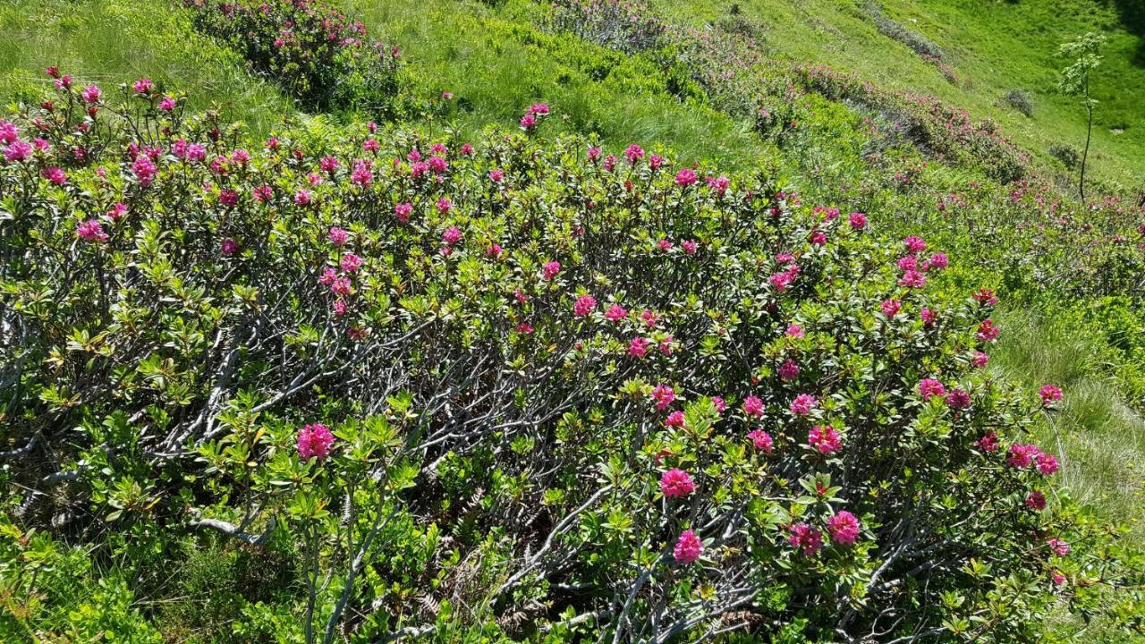 Berggasthof Schatzbergalm Thierbach Esterno foto