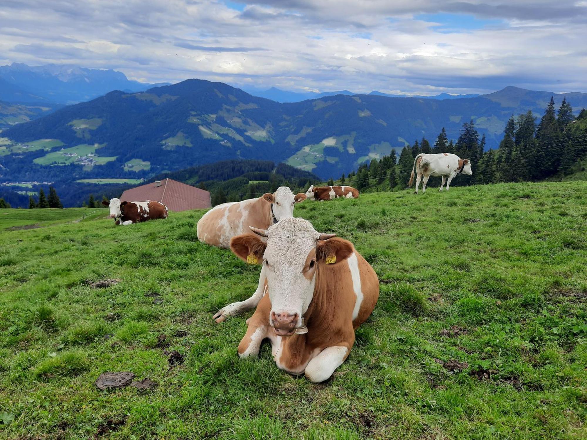 Berggasthof Schatzbergalm Thierbach Esterno foto